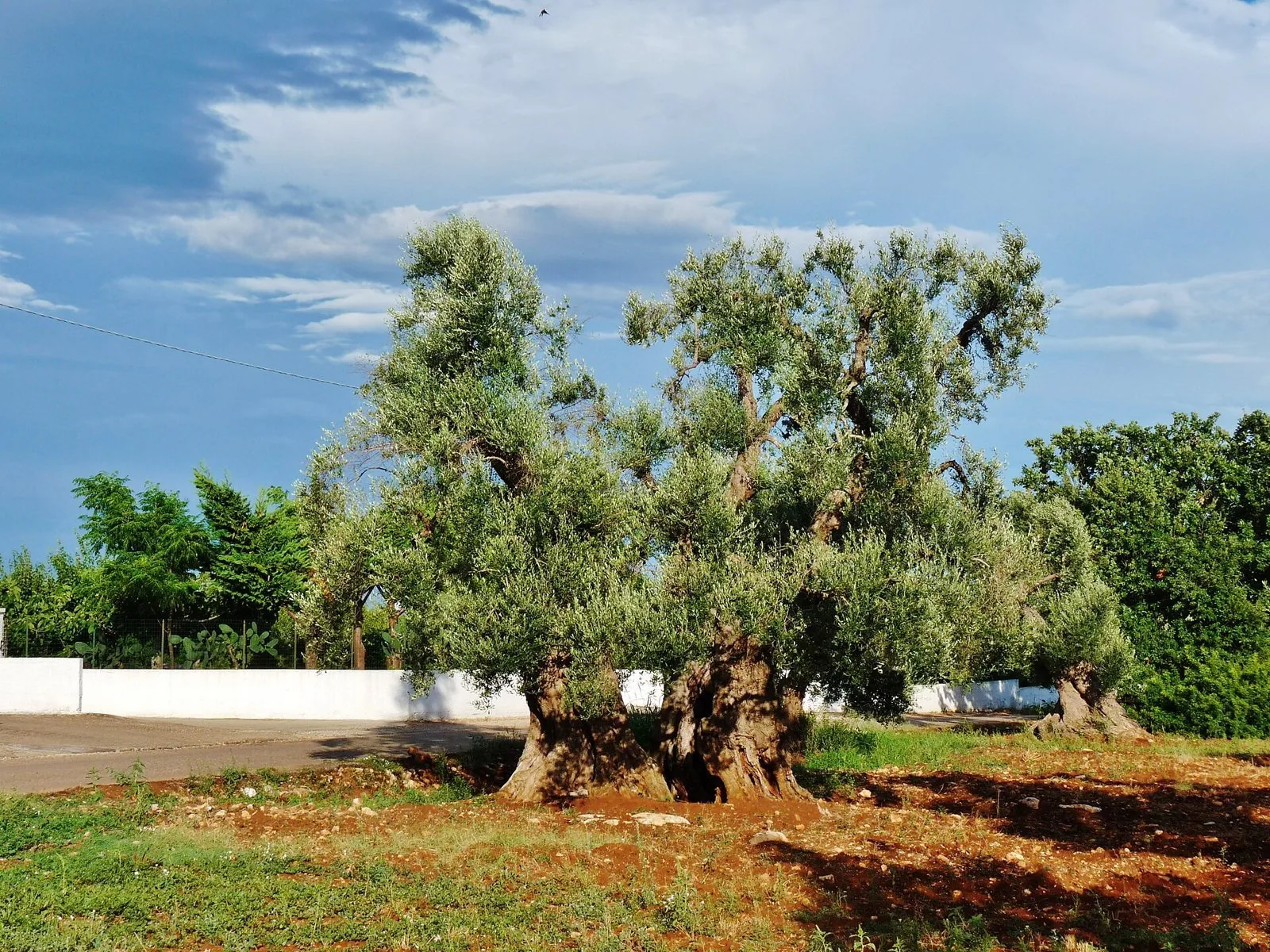 Ulivo secolare dal tronco contorto in un campo della campagna pugliese