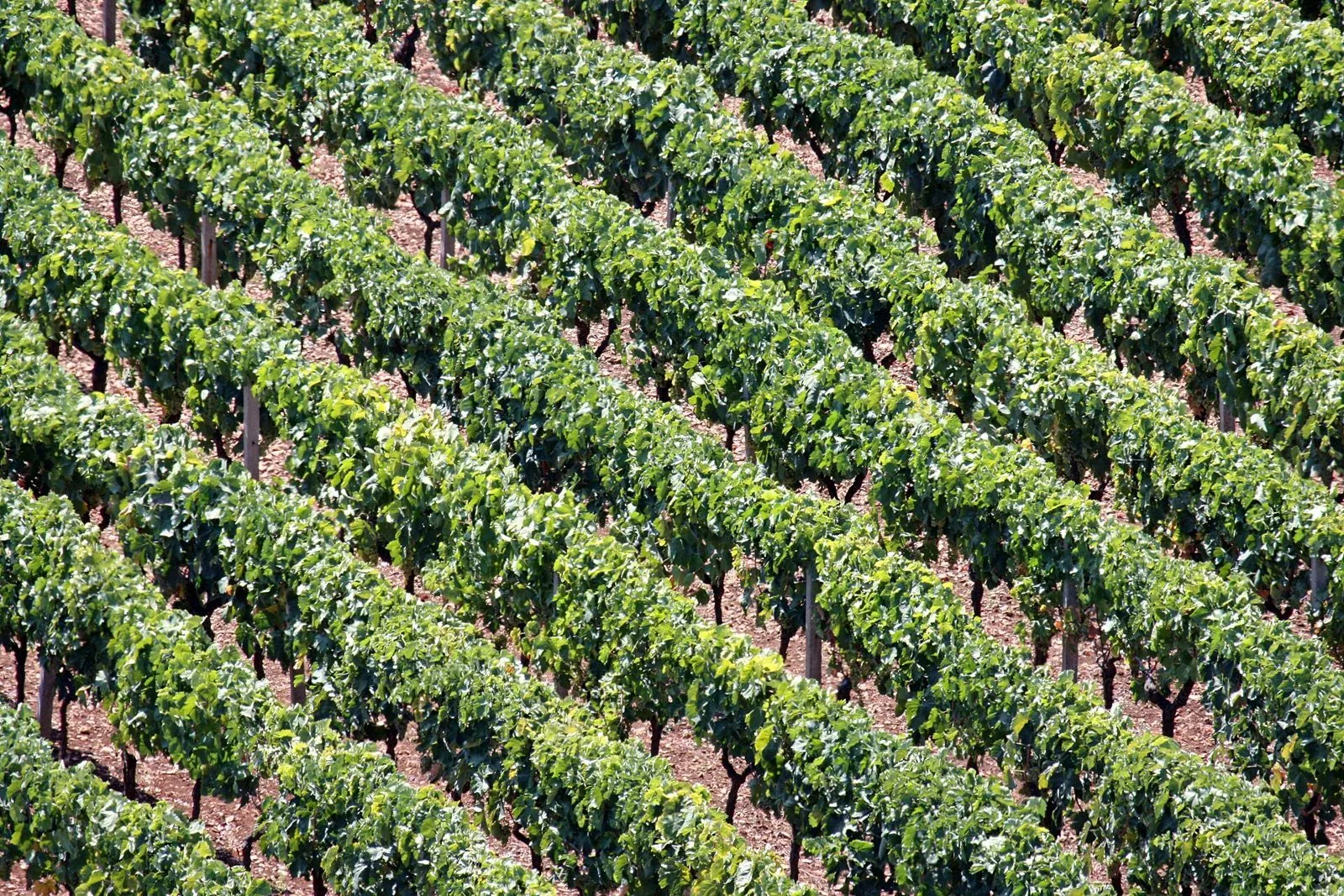 Filari di vigne nella campagna di Locorotondo in estate